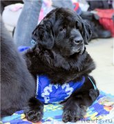 Превью фото № 196368