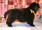 Превью фото № 196388