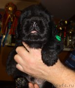 Превью фото № 196411