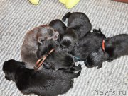 Превью фото № 196415