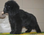 Превью фото № 196433