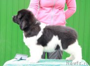 Превью фото № 196436