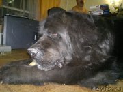 Превью фото № 196447