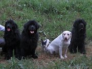 Превью фото № 196450