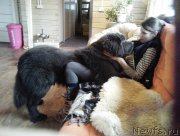 Превью фото № 196480