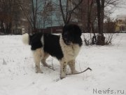 Превью фото № 196503