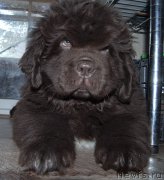 Превью фото № 196509