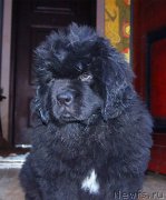 Превью фото № 196510