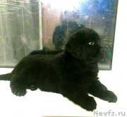 Превью фото № 196587