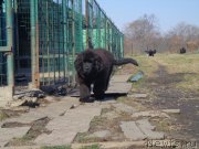 Превью фото № 196621