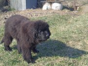 Превью фото № 196622