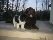 Превью фото № 196660