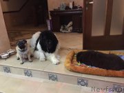 Превью фото № 196663