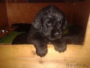 Превью фото № 196707