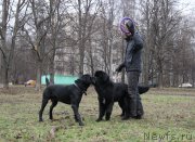 Превью фото № 196755