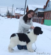 Превью фото № 196761