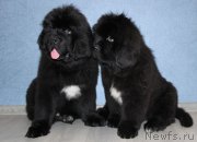 Превью фото № 196772