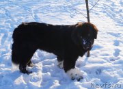 Превью фото № 196809