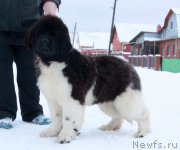 Превью фото № 196869