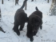 Превью фото № 196873