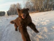 Превью фото № 196908