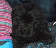 Превью фото № 197004