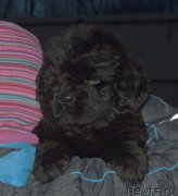 Превью фото № 197007