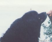 Превью фото № 197039