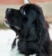 Превью фото № 197070