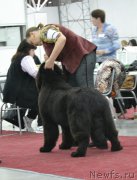 Превью фото № 197148