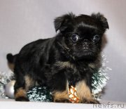 Превью фото № 197227