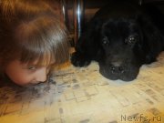 Превью фото № 197311