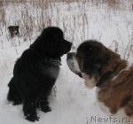 Превью фото № 19733