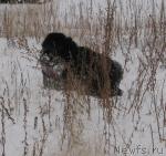 Превью фото № 19735