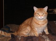 Превью фото № 197373