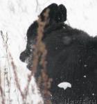 Превью фото № 19738