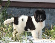 Превью фото № 197384