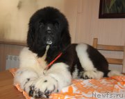 Превью фото № 197390