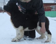 Превью фото № 197391