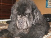 Превью фото № 197411