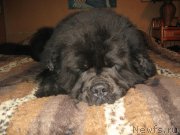 Превью фото № 197412