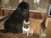 Превью фото № 197413