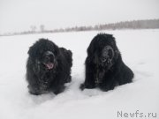 Превью фото № 197418