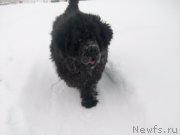 Превью фото № 197420