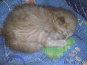 Превью фото № 197424