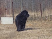 Превью фото № 197430