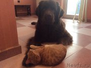 Превью фото № 197451