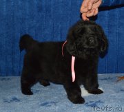 Превью фото № 197487