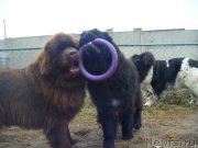 Превью фото № 197510