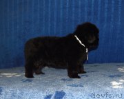 Превью фото № 197514